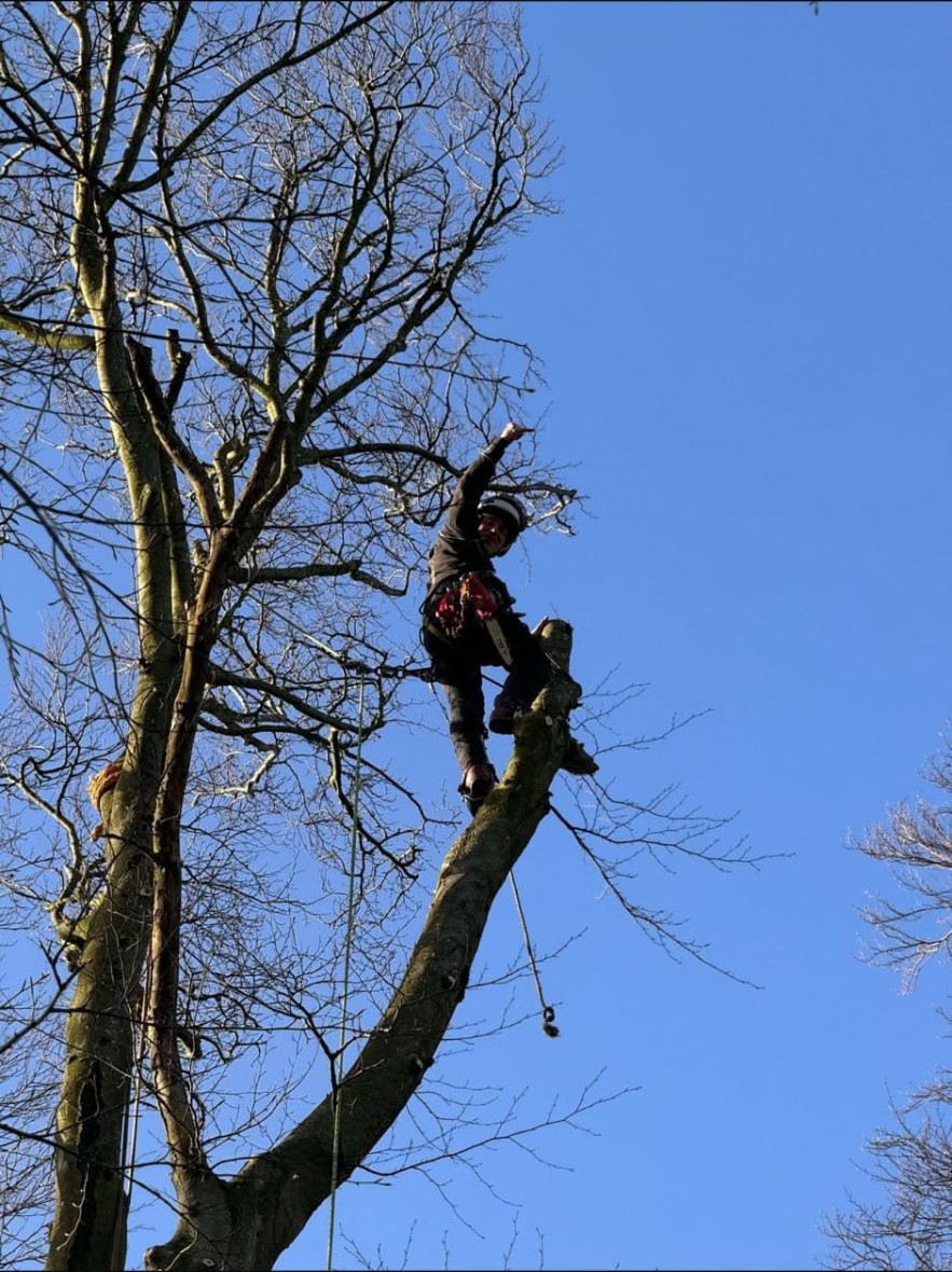 CJM Outdoor Solutions climber roped high in a tree in Mackay