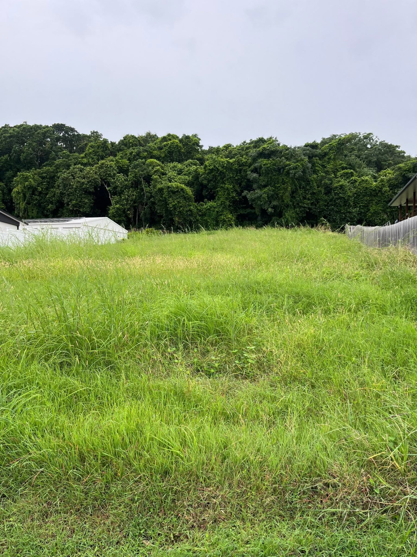 Overgrown Mackay block with waist-high grass before CJM Outdoor Solutions slashed it