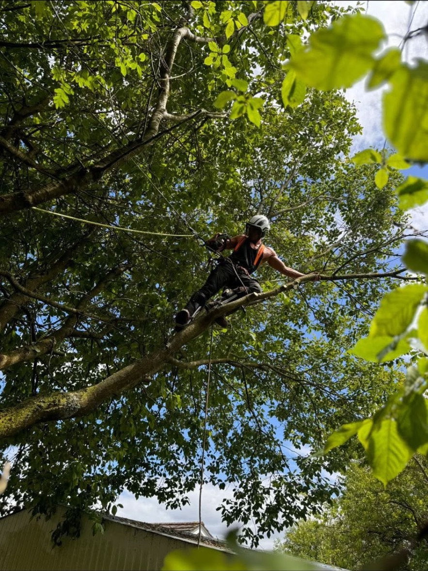 Arborist working out along a limb in a leafy canopy