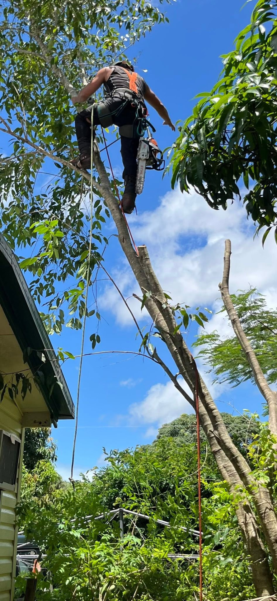 Climber roped into a tree with a chainsaw removing limbs above a Mackay house